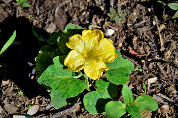 Pequena  Cucurbita na horta do campo