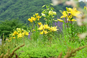lily on the shores of Lake Kawaguchiko