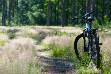 Fototapeta na wymiar a bicycle stands on a path in the grass near the forest