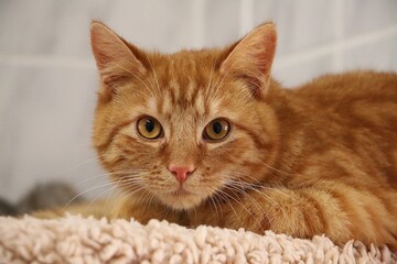 beautiful small red haired cat is lying on a scratching post and looks into the camera