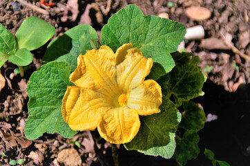 A flor linda da Cucurbita na horta