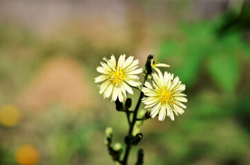 Obraz premium Flores amarelas da Lactuca canadensis no campo