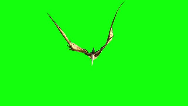 pterodactyl fly 3d animation. green screen 4k footage.