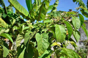 Galho com frutos e flores da Solanum paniculatum