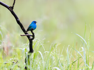 Indigo Bunting on Tree Branch in Spring on Green Background	
