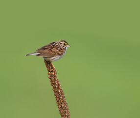 Savannah Sparrow on Dried Broadleaf Plantain on Green Background