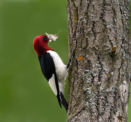 Red-headed Woodpecker  with Food for Chicks Climbing Tree Trunk on Green Background