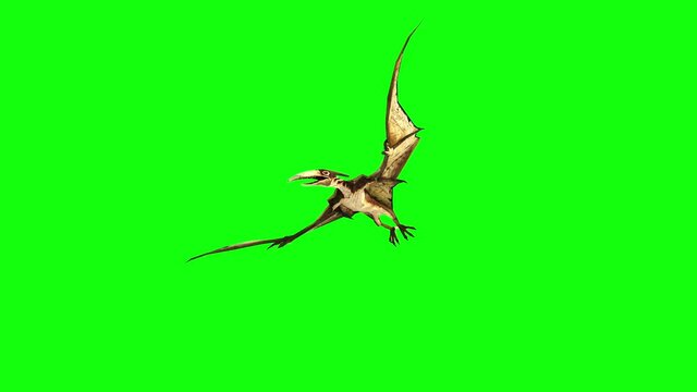pterodactyl fly 3d animation. green screen 4k footage.