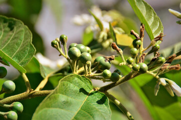 Fruto da Solanum paniculatum crescendo no campo