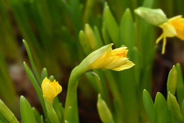 Obraz premium Daffodil Tete a Tete