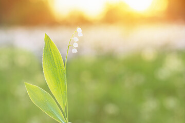 lily of valley  in rain drops at sunset