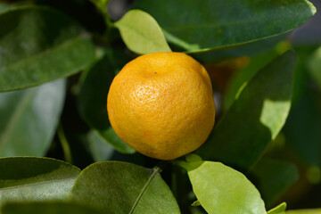 Calamondin orange