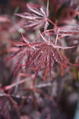Japanese Maple Garnet