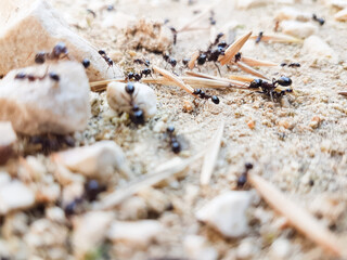 ants workers working delivering things to their nest through a road