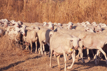 gregge di pecore nelle campagne siciliane