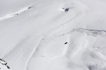 Obraz premium bird shadow in the snow