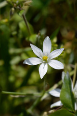 Garden star-of-Bethlehem