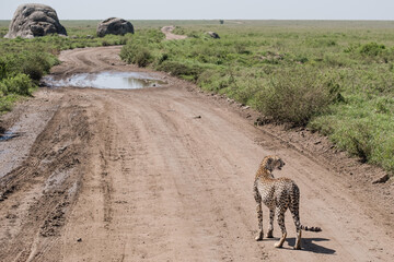 Fototapeta na wymiar Cheetah on dirt road in the Serengeti, Tanzania