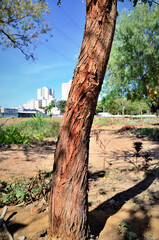 No campo o tronco da árvore do Eucalyptus Cinerea crescendo