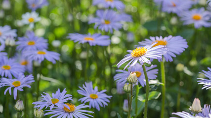 Beautiful nature scene with blooming medical blue daisies on a summer morning. Alternative Medicine Spring chamomile. flowers in a beauty meadow.