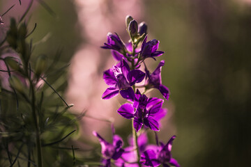 purple pink wildflowers in a meadow in the hazy summer sunshine