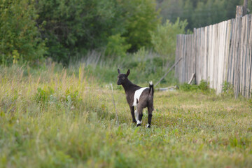 Obraz na płótnie Canvas A small kid goat next to a wooden fence looks around.