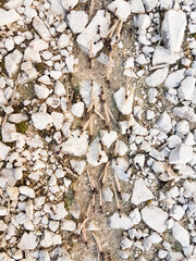 ants workers working delivering things to their nest through a road