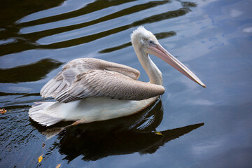 Pelican swims in the lake.