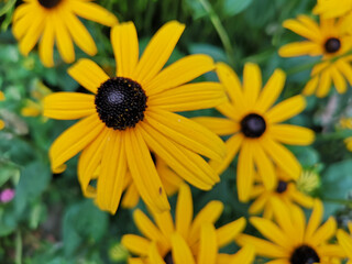 yellow flower in the garden