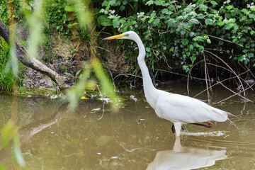 Great egret also known as the common egret, large egret, great white egret or great white heron  © nedomacki