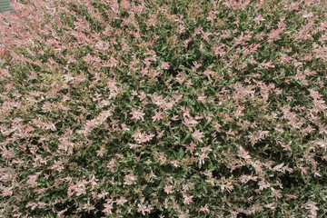 Japanese willow. Salix integra ”Hakuro-Nishiki” in the garden. Festive natural pink surface.