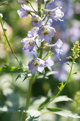 purple Delphinium flowers in a meadow in the hazy summer sunshine
