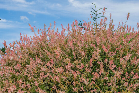 Japanese willow. Salix integra ”Hakuro-Nishiki” in the garden. Pink willow on blue sky background. Copy space. 