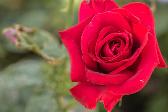 Close-up image of a rose. Fragile red  Beauty