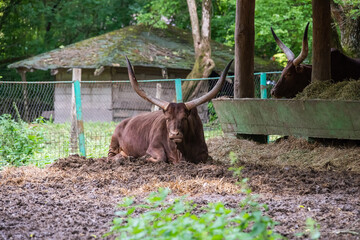 The Ankole-Watusi is a modern American breed of domestic cattle. © nedomacki