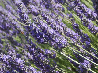 lavande provence
