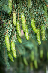 Pine tree and cones closeup