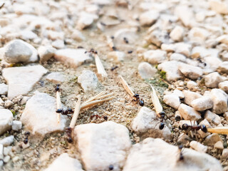 ants workers working delivering things to their nest through a road