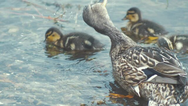 Mother duck mallard with her baby ducklings preening themselves