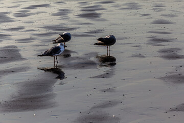 Les Oiseaux de la Mer du Nord