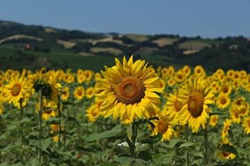 Italy: Sunflowers in Umbria.