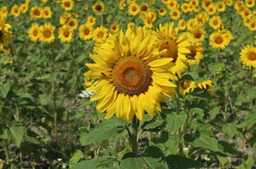 Obraz premium Italy: Sunflowers in Umbria.