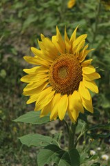 Italy: Sunflowers in Umbria.
