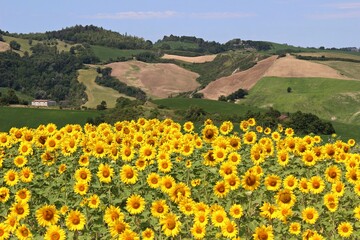 Italy: Sunflowers in Umbria.