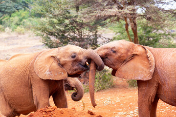 Naklejka na ściany i meble Two small baby elephants in an elephant orphanage in Nairobi, Kenya, Africa.