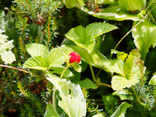 (Duchesnea indica) Faux fraisier ou fraisier de Duchesne aux petits fruits ronds rouge vif dressés et aux feuilles en rosette, trifoliées, crénelées vert sombre