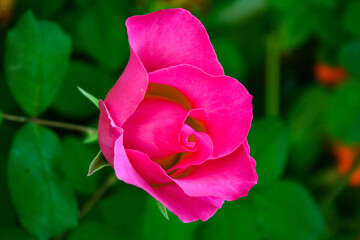 Pink rose open in the middle of a spring garden in Seville
