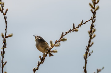 A bird perches on a pussy willow branch