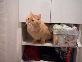 棚に入り込んだ猫のマンチカン