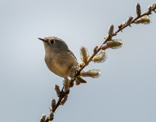 A bird balances on a thin pussy willow twig